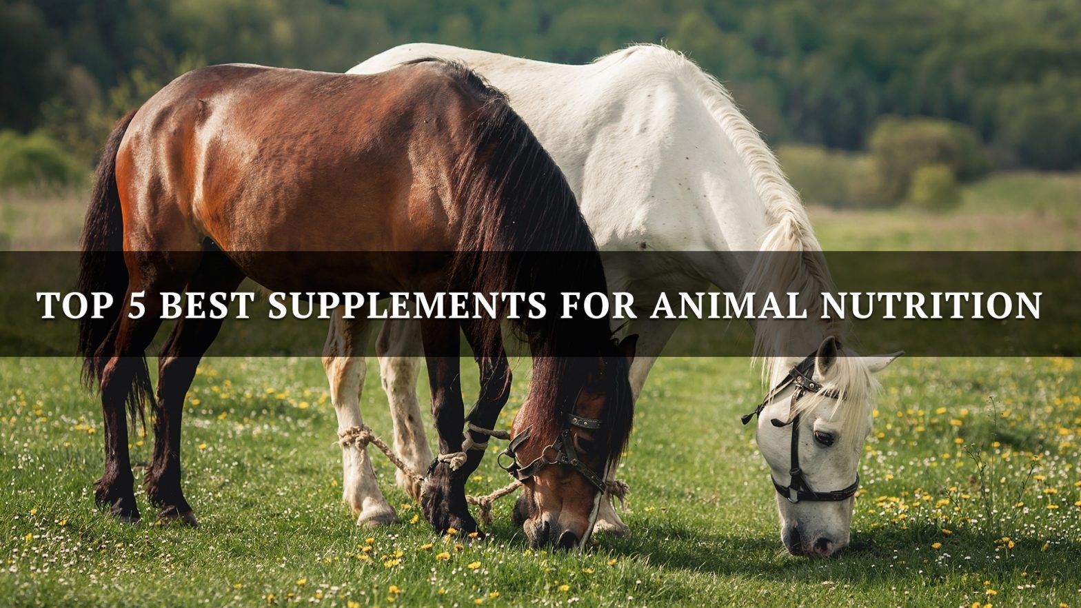 Top 5 best supplements for animal nutrition
