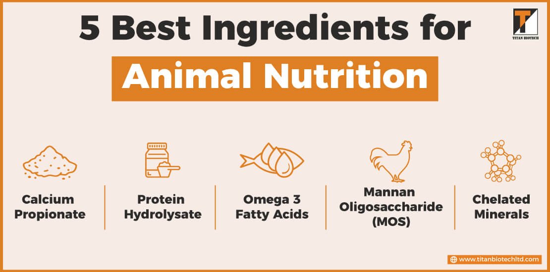 5 Best Ingredients for Animal Nutrition