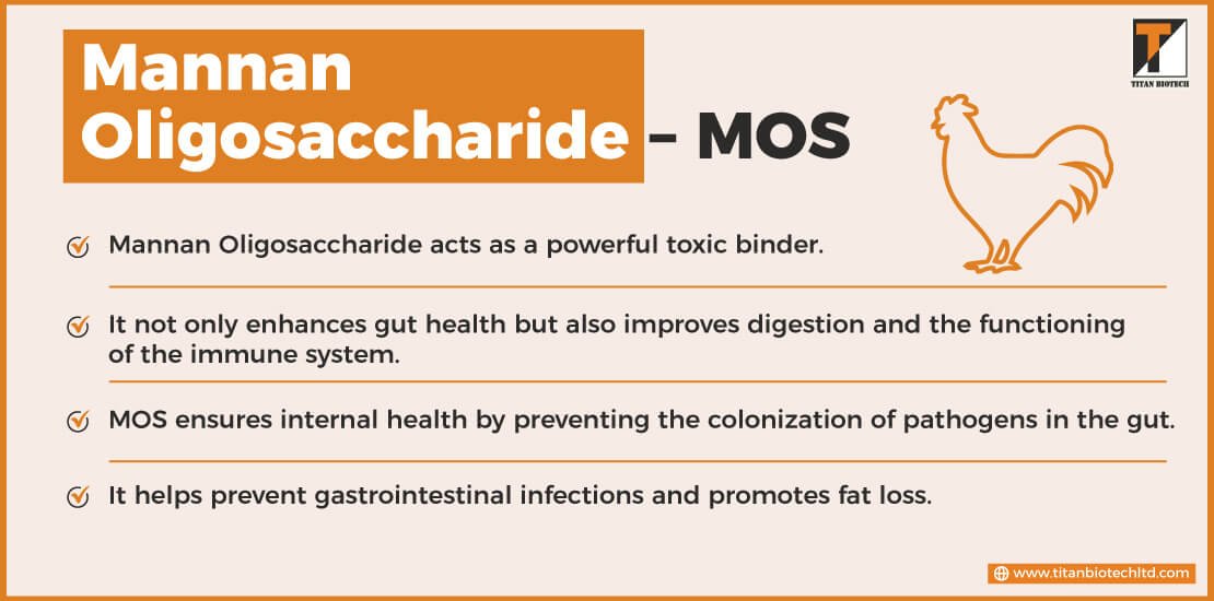 Benefits of Mannan Oligosaccharide (MOS)