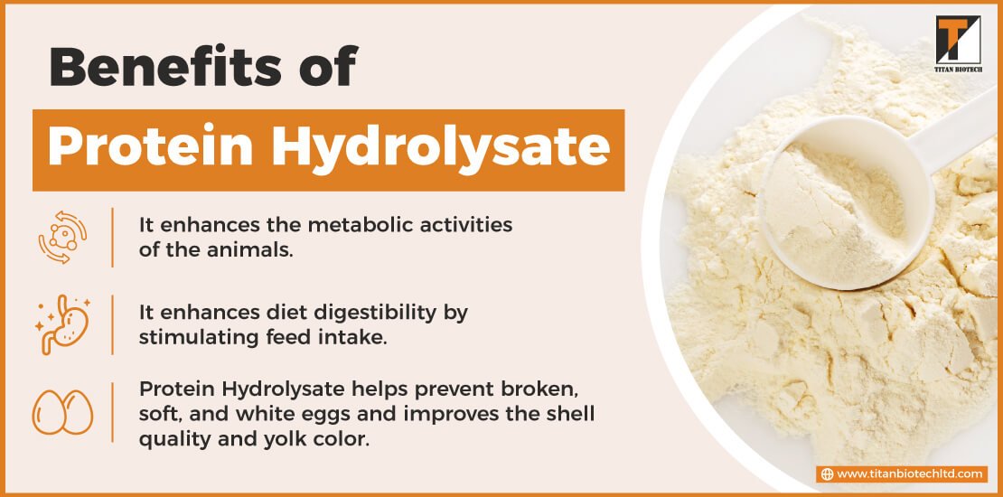 Benefits of Protein Hydrolysate