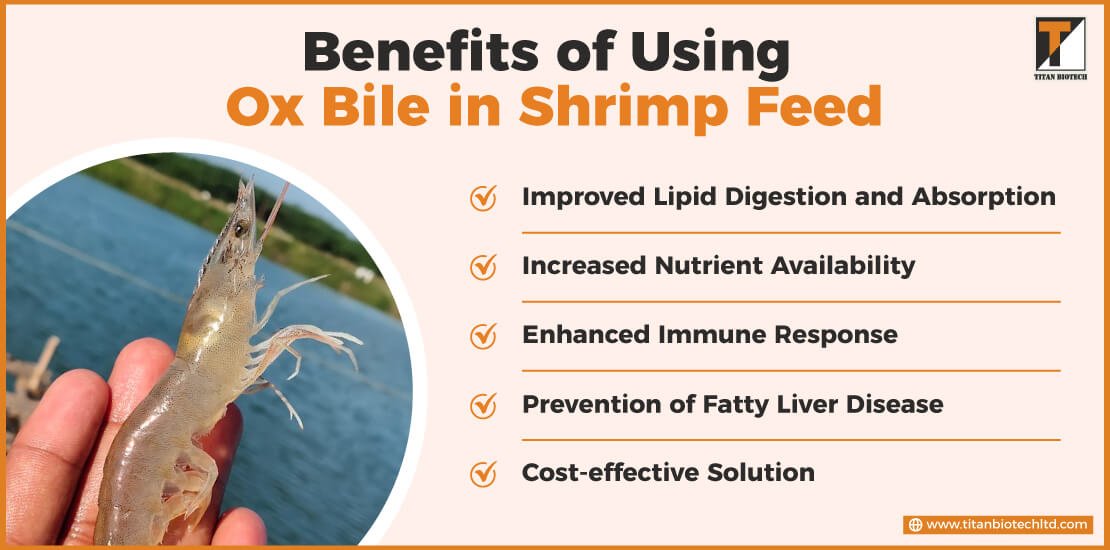 Benefits of Using Ox Bile in Shrimp Feed