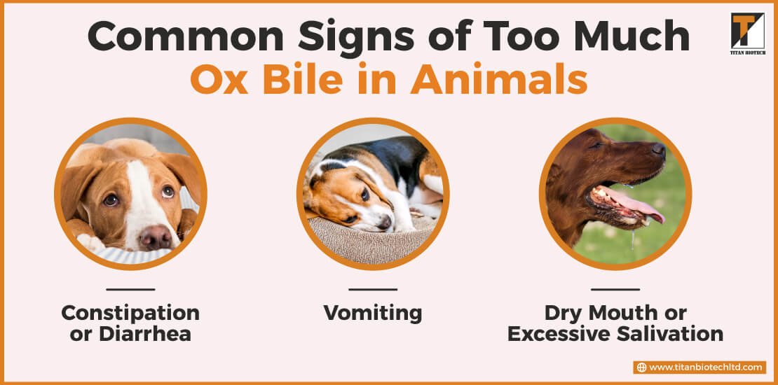 Common Signs of Too Much Ox Bile in Animals