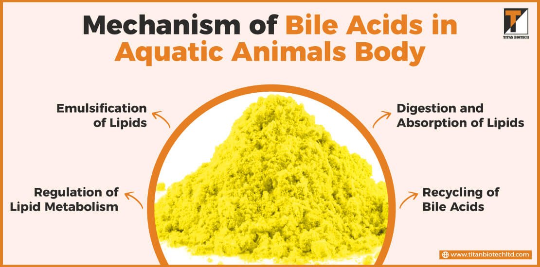 Mechanism of Bile Acids in Aquatic Animals Body