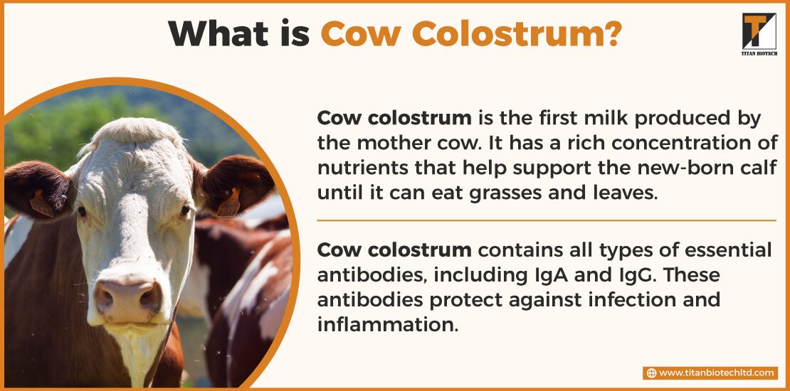 What is Cow Colostrum?