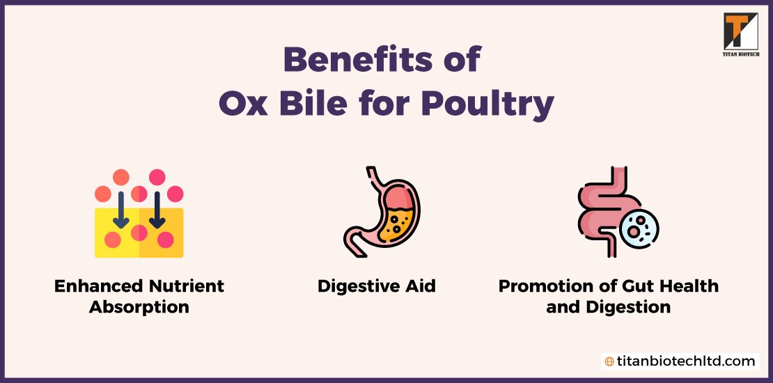 Benefits-of-Ox-Bile-for-Poultry
