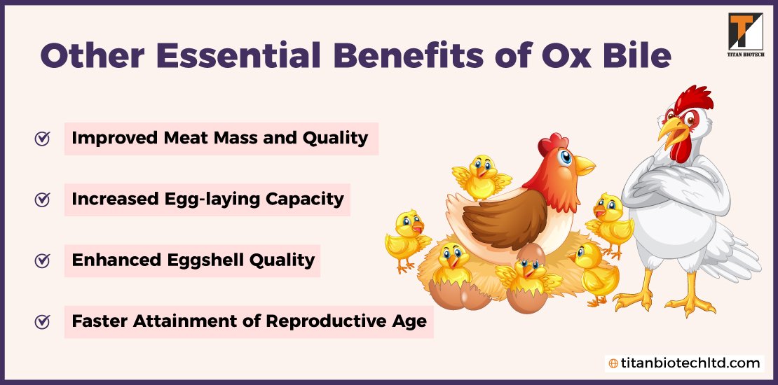Other-Essential-Benefits-of-Ox-Bile
