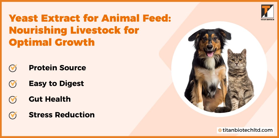 Yeast-Extract-For-Animal-Feed