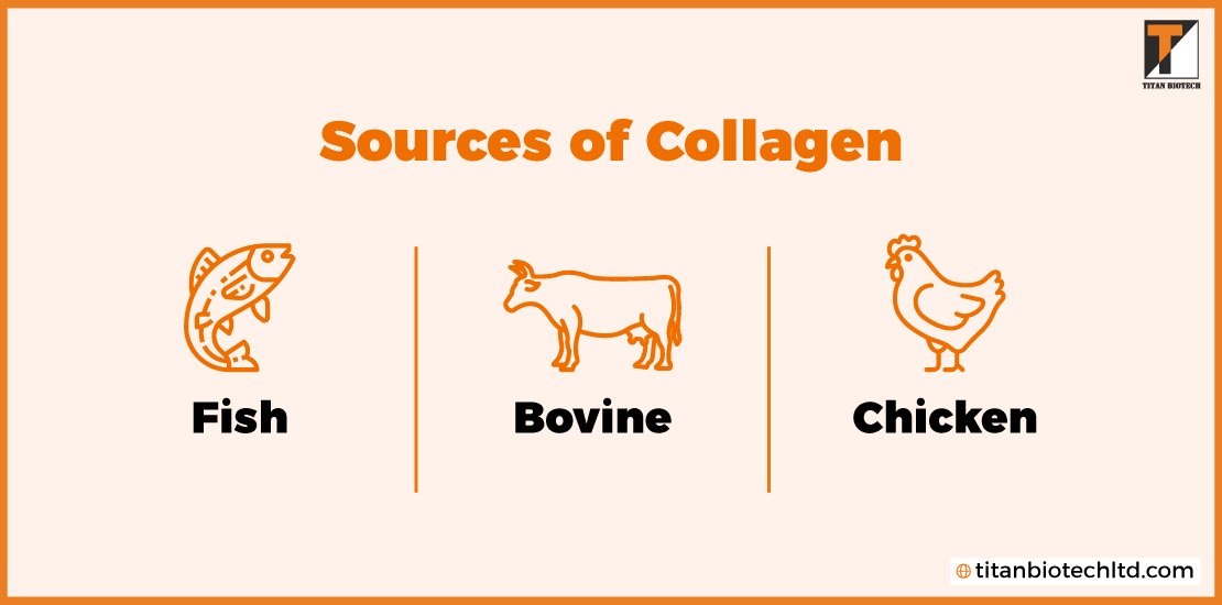 Sources-of-Collagens