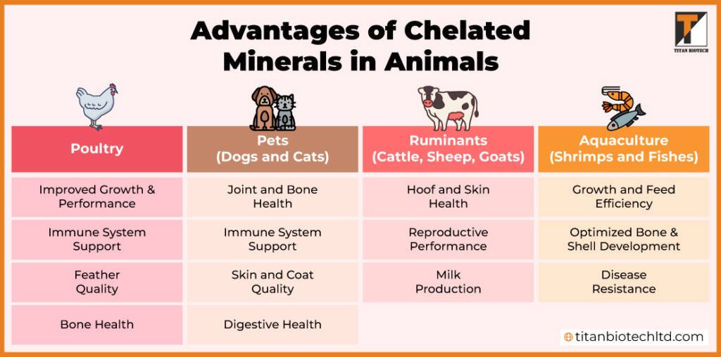 Role of Chelated Minerals in Animal Nutrition Titan Biotech Ltd.