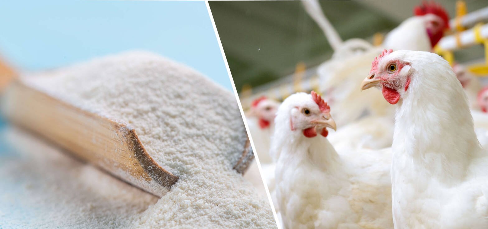 Undenatured-Chicken-Collagen-Type-II-Mode-of-Action-and-Benefits