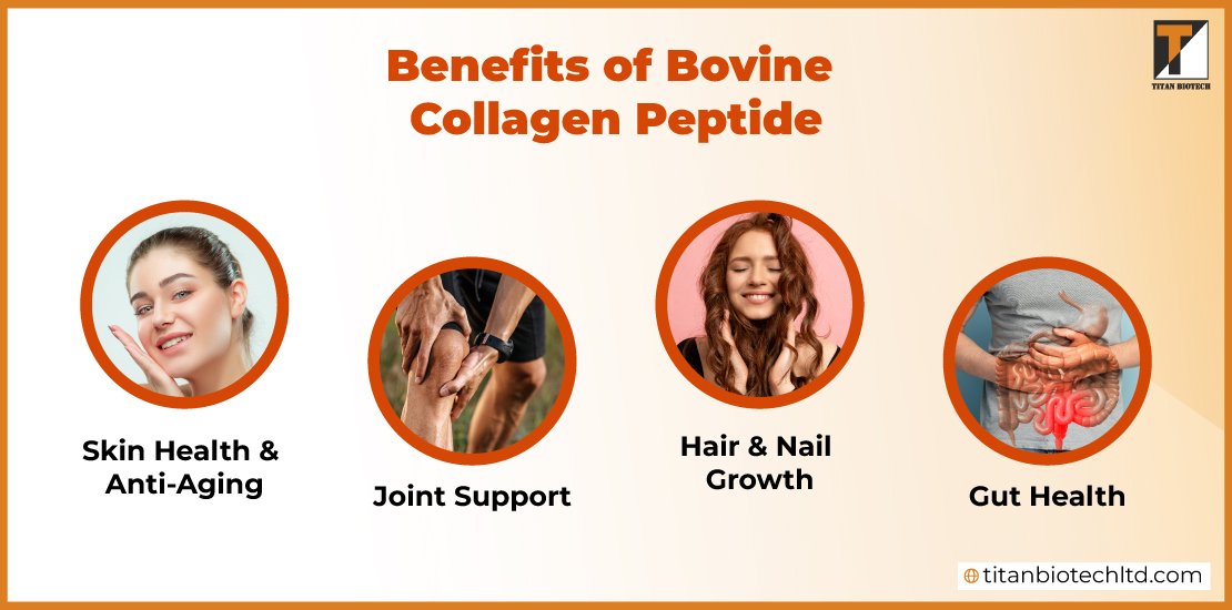 Benefits-of-Bovine-Collagen-Peptide