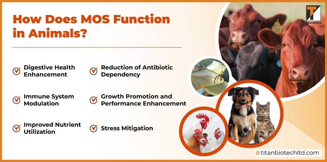 How-Does-MOS-Function-in-Animals
