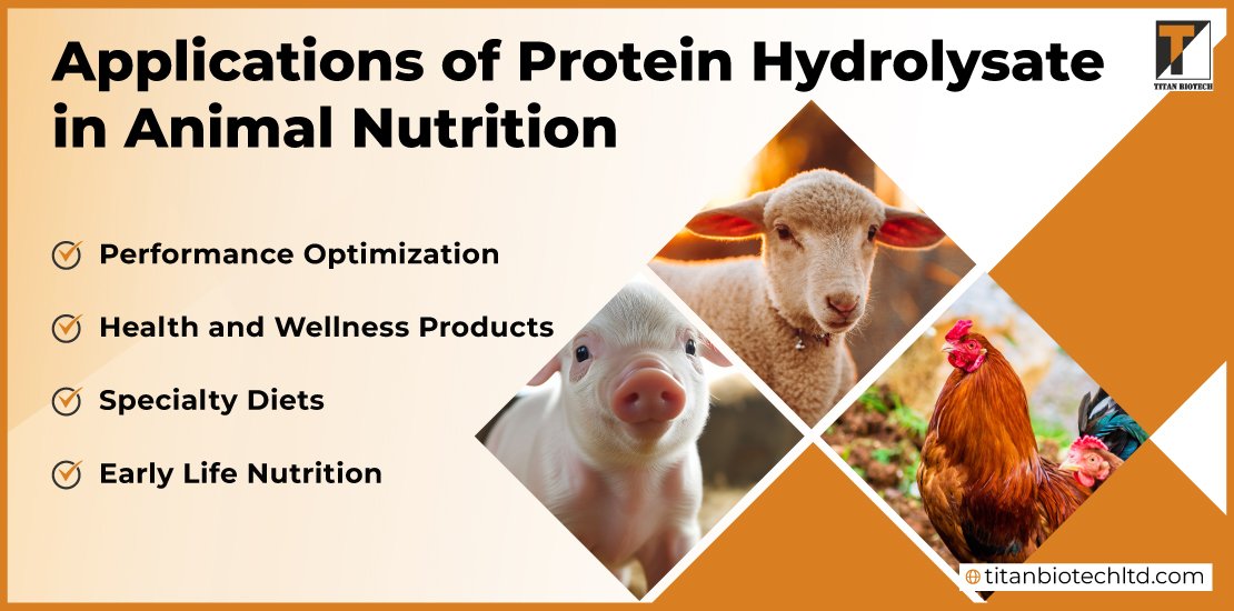 Applications-of-Protein-Hydrolysate-in-Animal-Nutrition