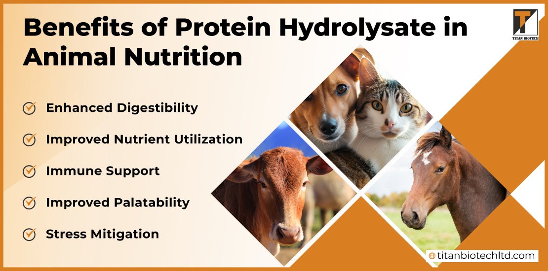Benefits-of-Protein-Hydrolysate-in-Animal-Nutrition