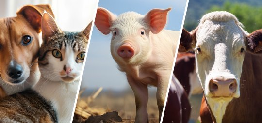 Policosanol (Triacontanol) manufacturer Policosanol (Triacontanol) manufacturer