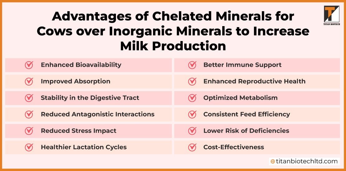 Advantages-of-Chelated-Minerals-for-Cows-over-Inorganic-Minerals-to-Increase-Milk-Production