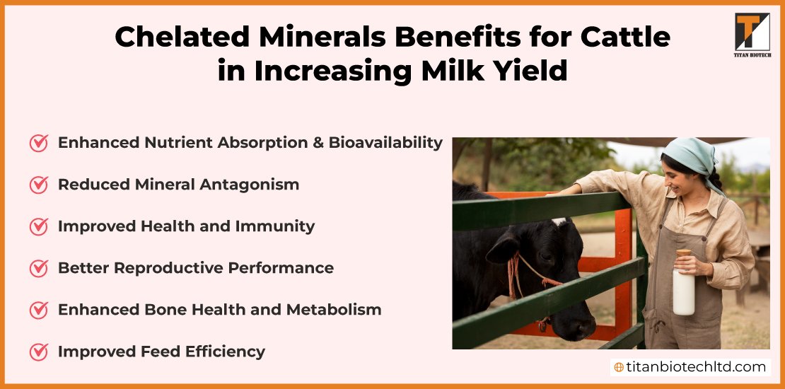 Chelated-Minerals-Benefits-for-Cattle-in-Increasing-Milk-Yield