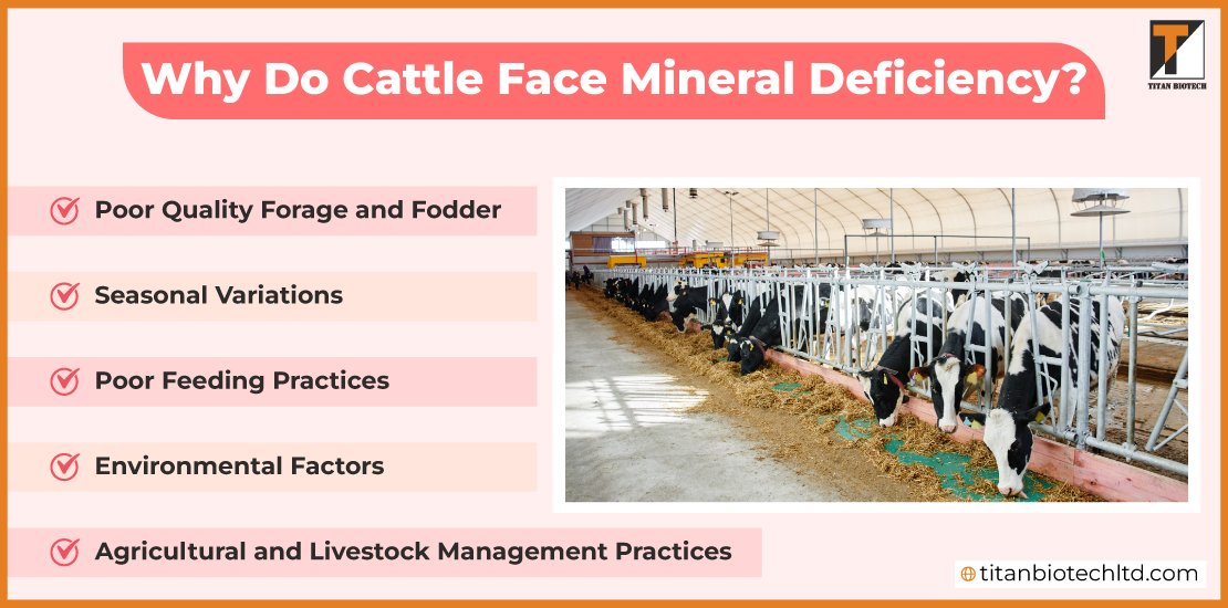 Why-Do-Cattle-Face-Mineral-Deficiency