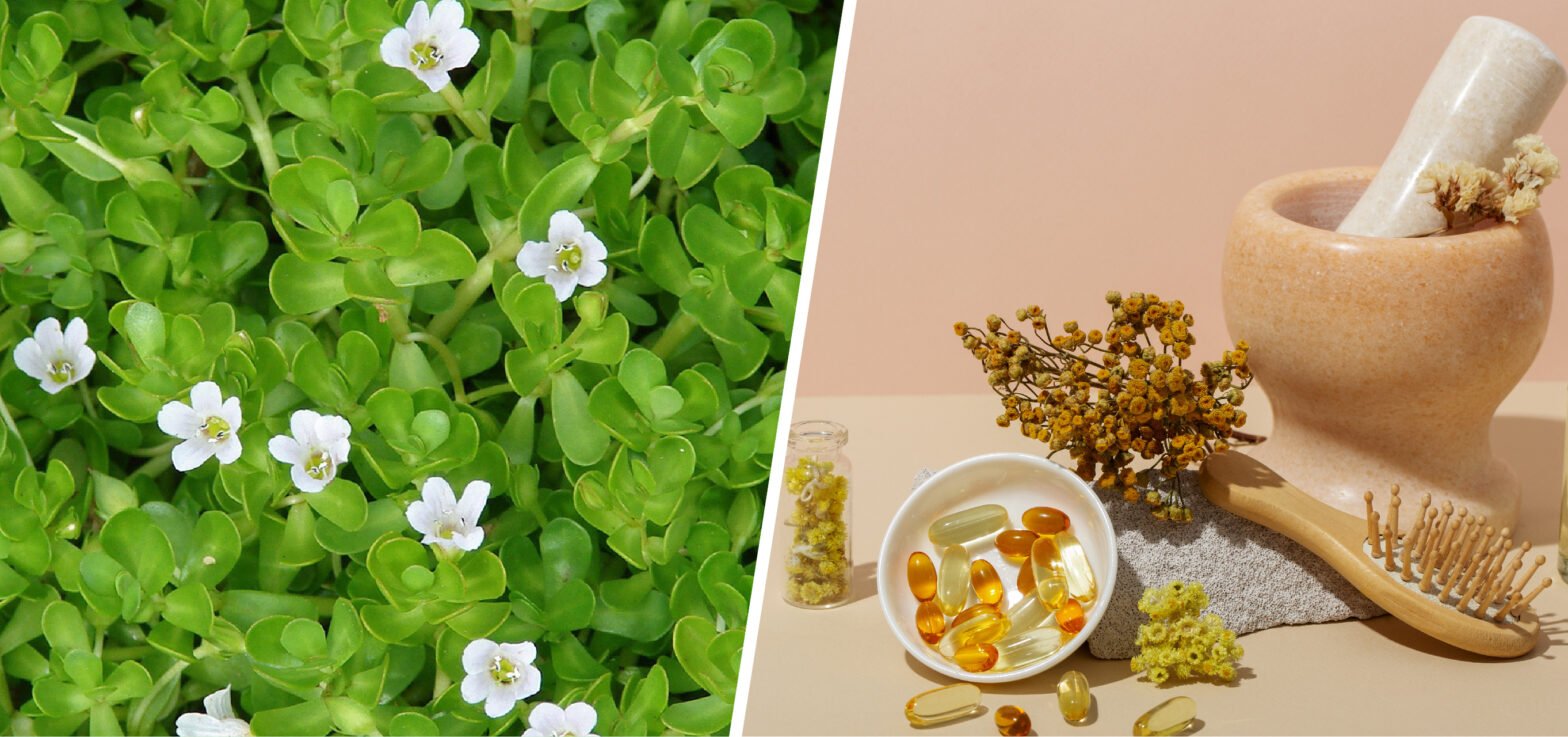 Brahmi (Bacopa Monnieri): Versatile Ingredient for Nutraceutical, Pharmaceutical & Phytochem Industries