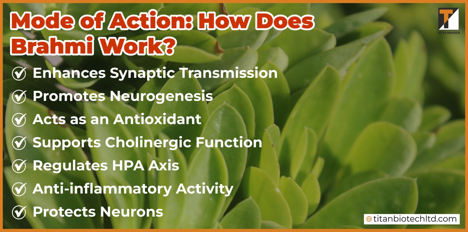Mode of Action: How Does Brahmi Work?