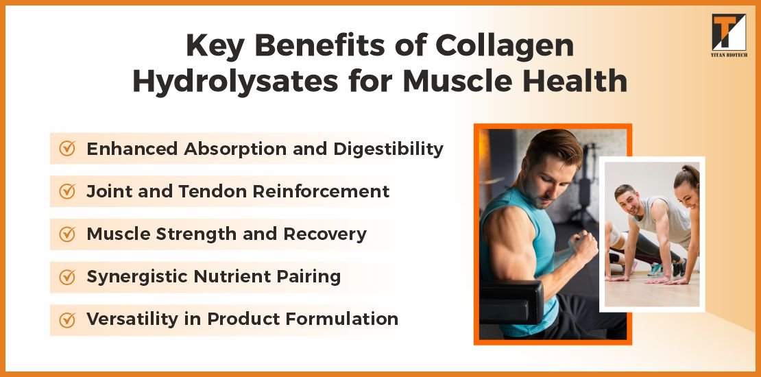 Key Benefits Of Collagen Hhydrolysates For Muscle Health
