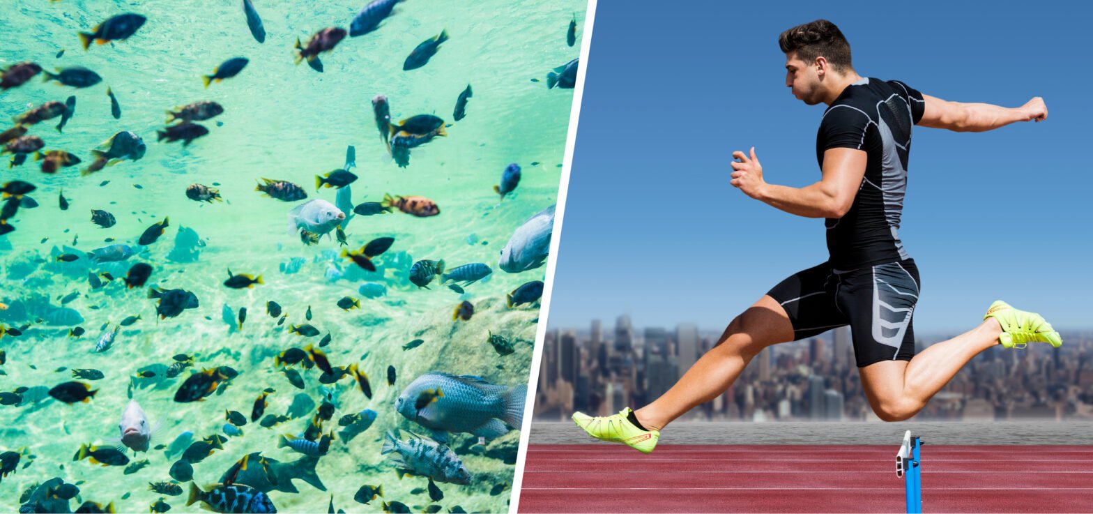 how-marine-collagen-supports-joint-health-in-high-impact-sports