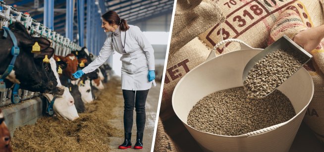 beta mos feed additive for cattle proven benefits mode of action and applictions