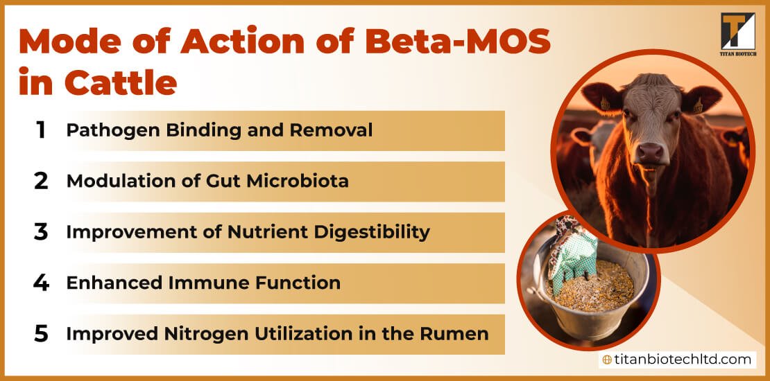 Mode of Action of Beta-MOS in Cattle