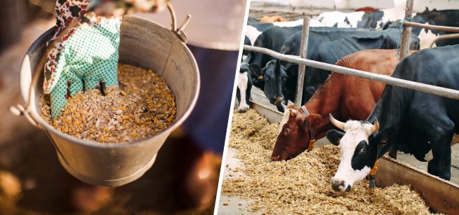 chelated minerals in cattle nutrition.