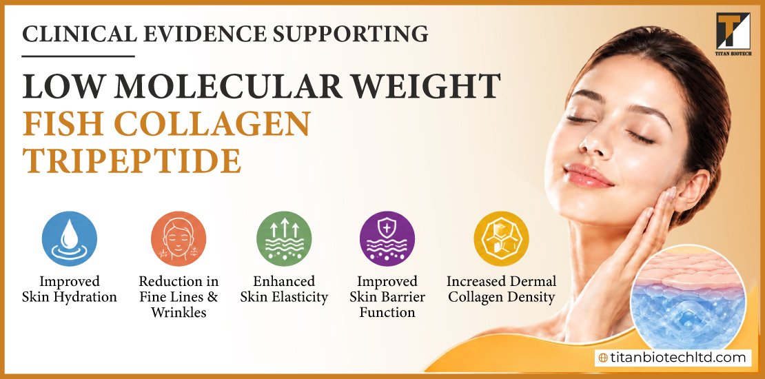 Clinical Evidence Supporting Low Molecular Weight Fish Collagen Tripeptide